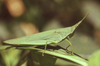Atractomorpha acutipennis acutipennis (Guérin-Méneville, 1844): Atractomorpha acutipennis. (Otu).