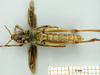 female, ventral view (syntype of Gomphocerus livoni). Depicts CollectionObject 1530740; 3aec45ab-da1a-48c9-85df-a607410a5ac6, a CollectionObject.