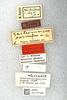 CollectionObject 1520981; ec221e4f-52f5-4593-9727-f4d6ba40956f: labels (holotype). (CollectionObject).