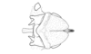 Zygoclistron superbum Rehn, 1907: Fig. 76. phallic complex, dorsal view. (Otu).