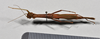 CollectionObject 1559854; NTUC 742, others barcoded, 616422ea-83f3-438c-83a2-d178842e7333: copyright NTUC. female, dorsal view (syntype). (CollectionObject).