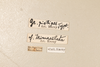 CollectionObject 2602181; 6e5c7ae2-6b2d-4749-83bf-67cc330e0a3d: male, labels (syntype). (CollectionObject).
