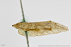 Habitus, lateral view: !! display not done !! on Phalaenomorpha palliata Gerstaecker, 1895 now Phalaenomorpha corticina (Burmeister, 1835): (Observation).