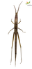 CollectionObject 1849147; 71fd5eda-83be-4fdb-b82f-539e1985c19b, Unioeste Cascavel K-0416: Female. Ventral view. (CollectionObject).