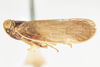 Habitus, lateral view: !! display not done !! on Pentastiridius habeckorum (Mead & Kramer, 1982): (Observation).