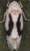 Habitus, dorsal view: !! display not done !! on Eurhadina (Eurhadina) loewii (Then, 1886): Habitus (female). (Observation).