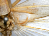 CollectionObject 1505669; e28bcb11-7e21-42cc-8942-6a6c130ea64a: male, base of right tegmen (syntype of Ruspolia brevipennis). (CollectionObject).