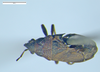 CollectionObject 1600169; b0e9b49f-3b16-4086-8b8e-a63f4dd9bef6: Pachymerus plebeius SINTYPE female (Museo Regionale di Scienze Naturali di Torino) - (CC BY-NC 3.0) - Photo by Fulvio Giachino. (CollectionObject).