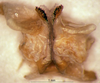 CollectionObject 1505284; 0571491d-77a1-47da-99c7-2421275d1856: male titillators (holotype). (CollectionObject).