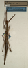 CollectionObject 1559176; NMW 902, e628a95e-0228-423f-abb5-e61a1886901e: copyright NMW, Vienna. female (holotype). (CollectionObject).