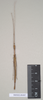 CollectionObject 1562743; NHMUK(SF IMPORT DUPLICATE) 844837-844838, e4dd4ecf-d13b-4b57-a30e-f0c9cec543b1: copyright Natural History Museum, London. male (paratype). (CollectionObject).