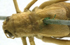 CollectionObject 1506496; ad117b9f-1603-4a90-a818-74266a3624a0: female pronotum and tegmina, dorsal view (syntype). (CollectionObject).