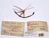 CollectionObject 1557930; 5df97639-fb31-49e4-a32c-f64d66ddcec6: copyright ZMHB, Berlin. male, data labels (holotype). (CollectionObject).