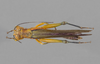 CollectionObject 1575502; 8dcc030a-2a15-4168-8292-92ff621c0a01: male, dorsal view. (CollectionObject).