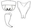 Poecilimon armeniacus (Uvarov, 1921): male subgenital plate and cerci. (Otu).