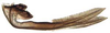 Ovipositor: Icaia laoroya, 2nd valvula (INHS). (Observation).