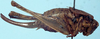 female, lateral view (holotype). Depicts CollectionObject 1522400; f3948406-e118-44ea-b954-095eb62d4e3a, a CollectionObject.