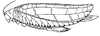 Mustius superbus Sjöstedt, 1902: Fig. 1. female (tegmina 55-57 mm). (Otu).