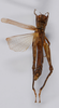 CollectionObject 1535443; 1fe692d6-5ad8-4663-85b0-a5351a8297ce: female, dorsal view (holotype). (CollectionObject).