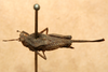 CollectionObject 1572894; 49ee8da5-af80-43e0-9aa3-a6096250dd41: female, dorsal view (paralectotype). (CollectionObject).