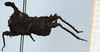 CollectionObject 1506051; bcb82a0a-408d-4539-a43e-3a00971f2dd9: male, lateral view (syntype). (CollectionObject).