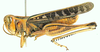 Tylotropidius didymus (Thunberg, 1815): male, lateral view. (Otu).