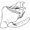 Pygofer, lateral view: !! display not done !! on Neozygina Dietrich & Dmitriev, 2006: Pygofer, anal tube, and subgenital plate (N. ceonothana Beamer), lateral view. (Observation).