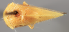 Habitus, dorsal view on Amastris pilosa (Funkhouser, 1919): (Observation).