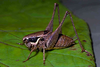 male, lateral view. Depicts CollectionObject 1496652; 83a2e3b8-6a02-49c1-829b-004ba551d9b9, CH4545, a CollectionObject.