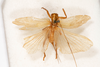 CollectionObject 1474980; e7c48550-8a08-4156-be09-8b3b23a7a429: female, dorsal view (holotype). (CollectionObject).