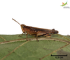 CollectionObject 1849211; 18829aed-037d-4b0e-9af4-ad246edd19df, Unioeste Cascavel K-0053: Male, in vivo. Lateral view. (CollectionObject).