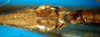 CollectionObject 1501742; 4dc6938a-d61c-4e18-83be-bdee46f3dcce, DORSA BT000032S01: female subgenital plate (paratype). (CollectionObject).