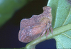 Stegaspidinae Haupt, 1929: _Stegaspis_. (Otu).