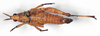 CollectionObject 1540717; 5fe27251-f7c4-410b-97fc-16e226831ba8: female, dorsal view (lectotype). (CollectionObject).