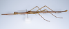 CollectionObject 1558959; f5555f02-5f10-403c-9d0f-89a9278971c1: copyright ZMUH, Hamburg. male, lateral view of Hermarchus biroi (paralectotype). (CollectionObject).