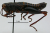 CollectionObject 1521064; f1cc66c1-142c-44bc-b195-f5361b6852ea: Image Cigliano, M.M. male, lateral view (paratype). (CollectionObject).