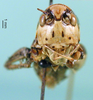 CollectionObject 1501696; 4b1bb2de-898e-4927-9743-95675620672f, DORSA BTeupwerS01: male, frontal view. (CollectionObject).