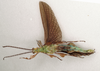 CollectionObject 1584348; CC ANIC Database No. 15 000074, 35145325-2a22-4ba4-8890-38ac04956134: copyright ANIC. male, ventral view (holotype). (CollectionObject).