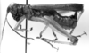 CollectionObject 1533637; 70361326-b48a-42c5-959b-880d02e5bdcc: Image Carbonell, C.S. male, lateral view (holotype). (CollectionObject).
