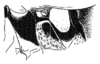 Callimenellus fumidus Walker, 1871: Fig. 1. male pterothorax. (Otu).