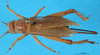 CollectionObject 1476813; ddb6d3a2-f92d-4f7b-9bc7-e2699550e66c, DORSA BG00017S01: female, dorsal view (holotype). (CollectionObject).