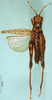 CollectionObject 1501494; fdfb6e0e-0ab3-4bb1-8a90-14cb65f83796: female, dorsal view (syntype). (CollectionObject).