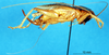 CollectionObject 1537658; a005ae3d-091a-44b1-8e2a-09845f1a11ef: female, lateral view. (CollectionObject).