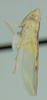 Habitus, lateral view: !! display not done !! on Neocoelidia pulchella Ball, 1909: Male syntype [USNM]: habitus, lateral view. (Observation).