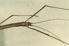 CollectionObject 1557489; 87658d7b-9eff-44d0-8dc5-10bb6b482ec9: copyright CUMZ, Cambridge. female: head and thorax, lateral view (syntype). (CollectionObject).
