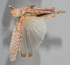 CollectionObject 1533409; dc61167e-1e82-4bd3-bd07-4237393a0a0e: female, dorsal view (holotype). (CollectionObject).