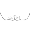 Ovipositor: Sternite VII (holotype). (Observation).