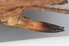 CollectionObject 1505791; b3801d44-1fe5-4103-9de9-dc2106ee58e1: female, lateral view (syntype). (CollectionObject).