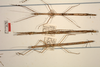 CollectionObject 1557250; 302a083a-774c-4f5c-9d11-d9283a86b667: copyright ZMUH, Hamburg. female of synonym Carausius australicus (paralectotypes). (CollectionObject).