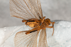 CollectionObject 1585402; d74bb343-6f92-4fac-84d1-8b8cbe4a9694: male, ventral view (syntype). (CollectionObject).